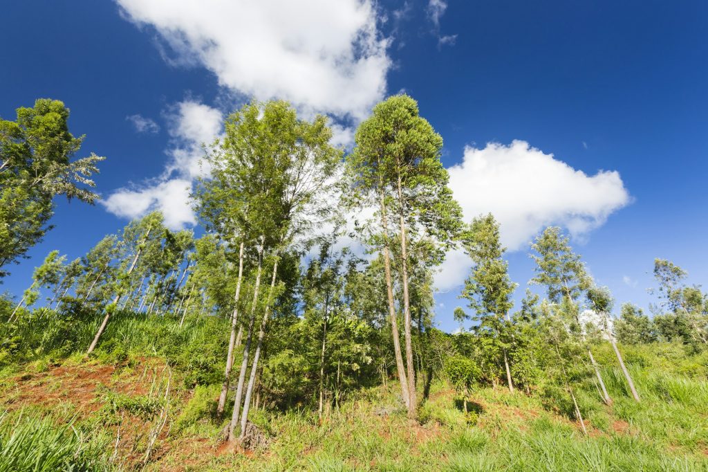 Napier Grass Crop Between Trees in Kiambu, Kenya