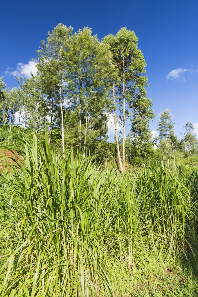 Napier Grass Crop in Kiambu, Kenya